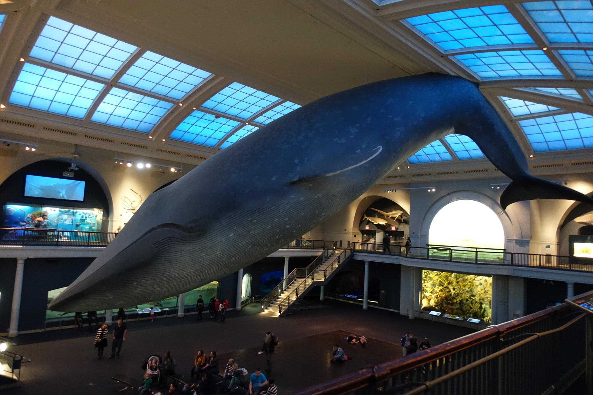 Whale